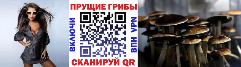 Галлюциногенные грибы Psilocybe Дагестанские Огни