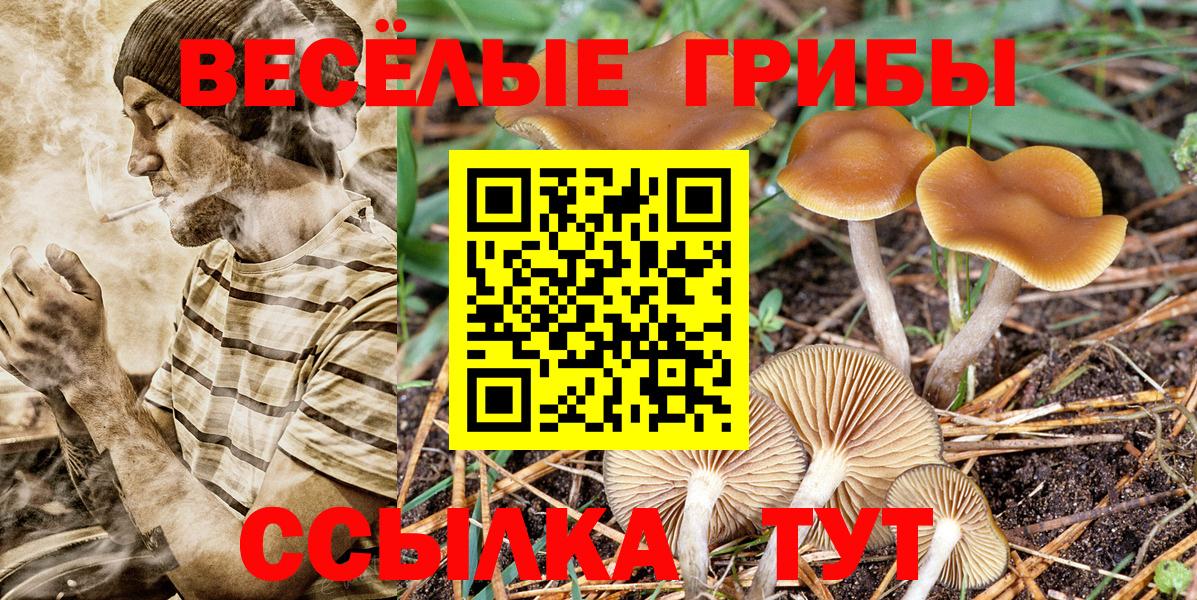 Псилоцибиновые грибы Psilocybine cubensis Дагестанские Огни
