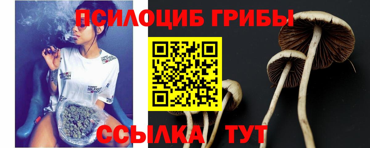 Дагестанские Огни  Псилоцибиновые грибы Psilocybine cubensis  Вход с VPN 